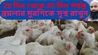 20 দিন থেকে 35 দিন পর্যন্ত ব্রয়লার মুরগি কে কিভাবে সুস্থ রাখবেন#broylarmorgi#RONYAGRO