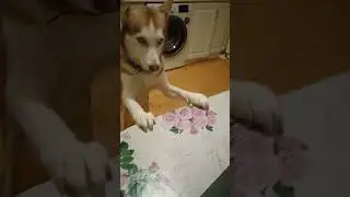 Bagheera eats raw chicken breast.кушаем сырую грудку