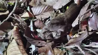 Manu National Park in Peru,  part 1 of 2.