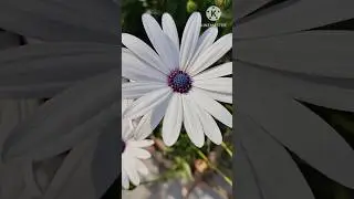 African Daisy 🥰,blue eyed daisy l in My garden l