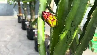 Dragon fruit morning routine
