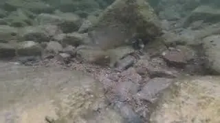 #hike Ellison Park - Okanagan Landing, BC, Canada #hikingadventures #underwater #calming #meditative