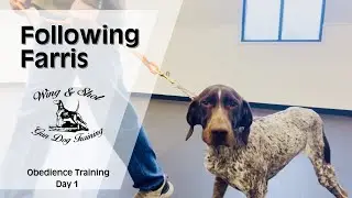 Obedience training your GSP bird dog.
