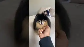Cute dog reaction To Owner Giving The Finger 🙈 #shorts #dog