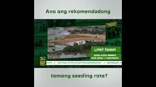 Ano ang rekomendadong tamang seeding rate? #yunPALAYun
