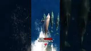 Dolphins Use Tools to Hunt Smarter