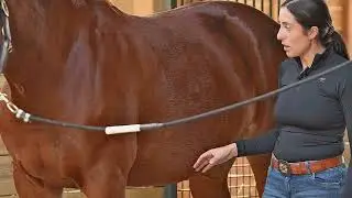 Massage for &ldquo;Girthy&rdquo; Horses