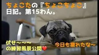 ちょこたの『ちょこちょこ』日記。第１５わん。伏せ、ハイタッチ‼️をマスターするぞ😆