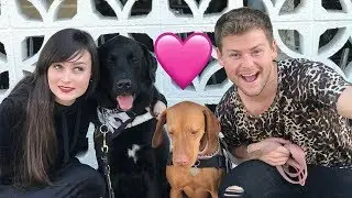 Our Service Dogs Went On A Date! (live footage) W/ Stella & Drew Lynch!