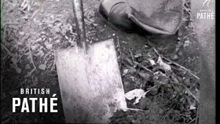 Forestry (1952)