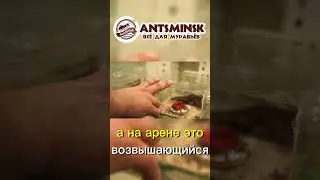 ПОБЕГ 2 #муравьи #youtube #youtubeshorts #shorts #youtubevideo #ants #животные #питомцы #ферма