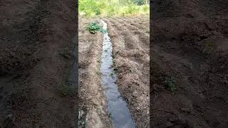 Farrow irrigation #farmingtraditions #farming #agriculture #farming101 #lifeisbutadream #nature