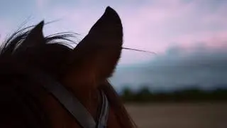 The most cinematic horse video you'll see today