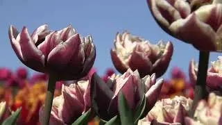 Wyndham - Tulip  🌷🌷🌷  vdqbulbs.com.au