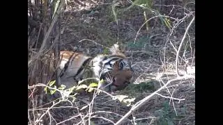 Tiger Sighting At Satpura Forest Madhai.