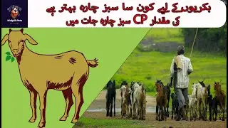Nutrition and Feeding Goats | Bakriyoon Ki Khurak | Goat Farming Tips #goat #goatfarming #goatfarm