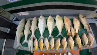 Light jigging | Buoy kuning masih padu !! Kuying Vitamin sea X Shimano Miravel 1000