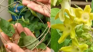 kodi sampangi patiyam  method / கொடி சம்பங்கி பதியம் செய்யும் முறை