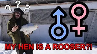Can my Hen be a Rooster too?? | Natural Sex Changes in Chickens |