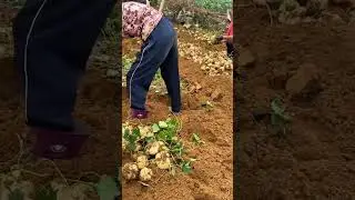 Farmers harvesting fresh jicama roots from fertile brown soil in the countryside farmland
