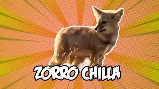 Zorro Chilla | Animales chilenos superasombrosos - T2E10
