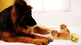 Are you squirrel or cat? 🐕 Funny video with dogs, cats and kittens! 🐱 🍡 Funniest Animals 2025