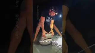 Playing with sharks? #animals