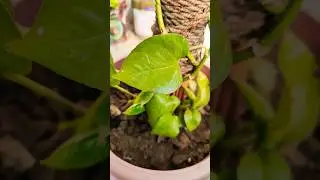 money plant care #gardening