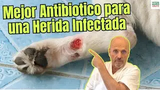 🐶🩹 EL MEJOR ANTIBIÓTICO para PERROS con una HERIDA INFECTADA 💊✨ 🚨🩺 ¡Salva a tu PELUDO! ❤️‍🩹🌟