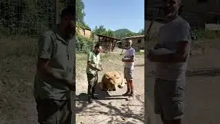 Naim feliz con las demás vacas y toros del Santuario