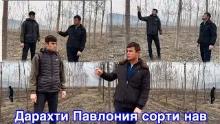 Дарахти Павлония сорти нав дар 2 Гегтар хама Фуруши,  1 февраля 2026 г.