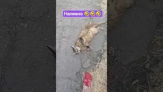 😂#котики #одесса #рекомендации #cat #топ #cute #funny #kids #cute #reels