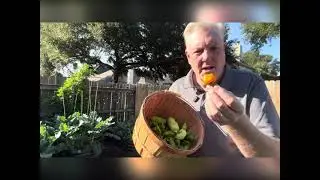 Garden Tour and late November harvest