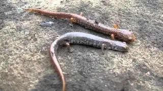 Four Toed Salamanders