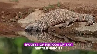 Amazing and lesser facts of Gila monster #amazingfactsofanimals #Gilamonster #animals #monster