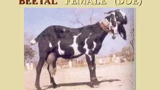 Goat Breeds of Pakistan #animalscience #goatbreeds #goatsofpakistan #pakistangoatbreeds