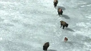 First Wild-Born Wood Bison Calves Spotted in Alaska After 100 Years