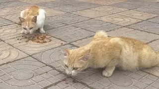 Pink nosed stray cat with long whiskers is very cute and friendly