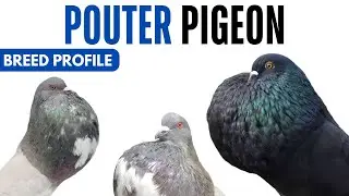 Pouter Pigeon Breed Profile - History - Pouter Pigeon Health Issues Price Training