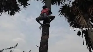 55 years Old Guy Cutting Tender Palm || Village Food Style