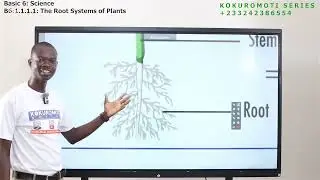 Basic 6: Science (B6.1.1.1.1) The Root Systems of Plants.