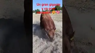 c&oacute;mo califican su gran poder de este gran campe&oacute;n y su gran poder 😊😍💖 #fypシ