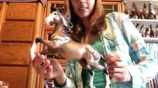 HUGE BREYER UNBOXING - 12 HORSES!