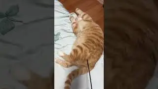 fat cats.😹😳