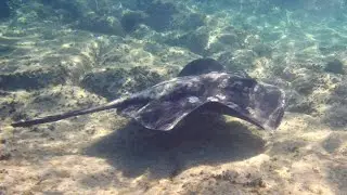 Round fantail stingray (Taeniura grabata) - Morro Jable, Fuerteventura