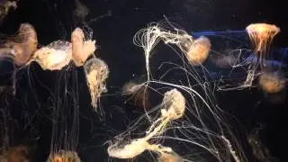 Jellyfish at Aquarium of the Pacific