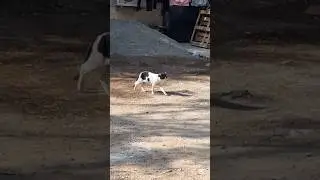HAPPY stray cats #catshorts #straycat #cats #muizzaacatcare #animalshorts #cute
