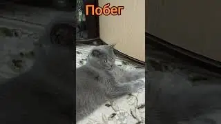 кот#cat
