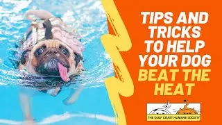 Tips and Tricks to Help Your Dog Beat the Heat