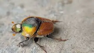 Rainbow Crabe beetle..The most beautiful species of beetle.#nature #insects #beetle